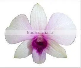 Thailand Best Quality D-006 Dendrobium Bangkok Land Orchid thumbnail-1