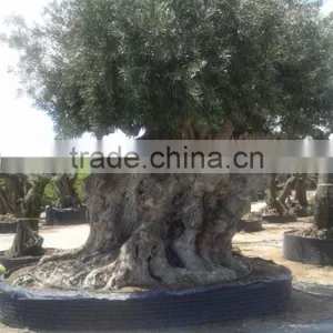 OLEA EUROPAEA Millenary thumbnail-3