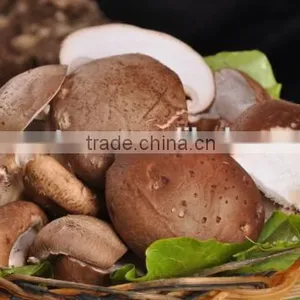Mushroom Extract thumbnail-1