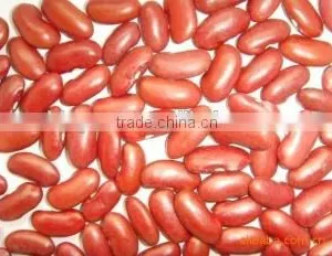 Supply Hot Sale English Red Kidney Beans With Competitive Price thumbnail-1