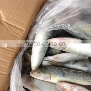 Frozen Food WR Sardine Fish 8-10pcs/kg for Canning thumbnail-5