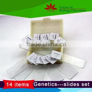 With All the Phases 12pcs Set Meiosis Microscope Slides thumbnail-1