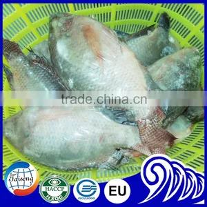 Hot Selling Tilapia Whole Round (Tilapia W/R) thumbnail-2