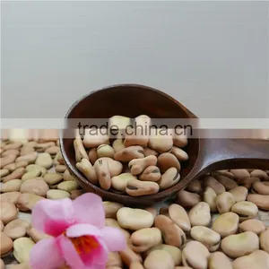 High Quality Dry Broad Beans / Faba Beans / Fava Beans Seed for Cannery thumbnail-2