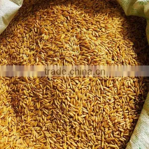 Oats thumbnail-1