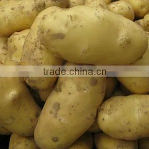 China New Crop Fresh Holland Potato Hoe Selling thumbnail-1
