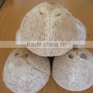 Fresh/ Mature Coconut/ Coconut Without Top Cover/ Coconut thumbnail-1