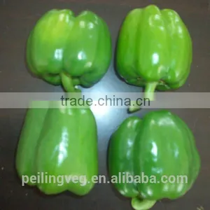 Green Fresh Bell Pepper From China Farmland thumbnail-1