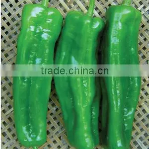 Hybrid Green Horn Pepper Chili Seeds for Growing- PS016 thumbnail-1