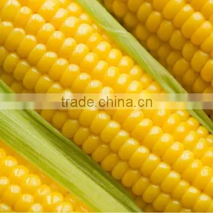 Yellow Maize/corn Powder FD Corn Powder thumbnail-1