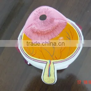 OEM Anatomical Cardiopulmonary Model/anatomical Model/teeth Model/eyes Model/plastic Organ Model thumbnail-6