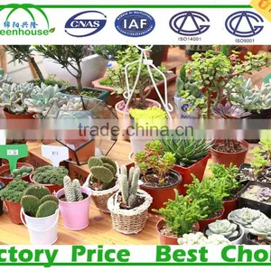PC Material Polycarbonate Sheet Commercial Greenhouse thumbnail-6