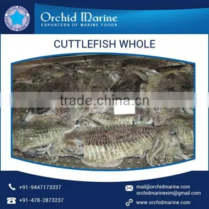 Cuttlefish Whole thumbnail-1