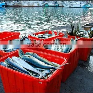 Frozen Mahi Mahi Fish Whole Around (Coryphaena Hippurus) thumbnail-4