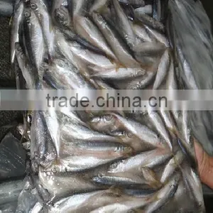 Sea Frozen Horse Mackerel thumbnail-3