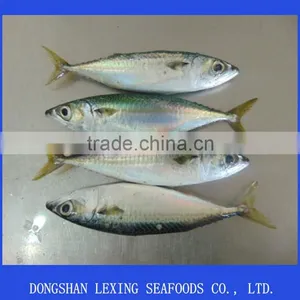 Frozen Seafood Pacific Mackerel thumbnail-1