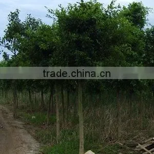 Ficus Nitida Nitida Trees in Ground thumbnail-1