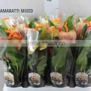ANTHURIUM AMARATTI MIXED thumbnail-1