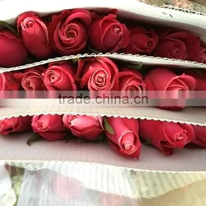 China Supplier Hobby Lobby Wholesale Flowers Fresh Cut Rose Export From Yunnan thumbnail-4