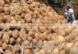 Fresh Coconut Sellers thumbnail-2