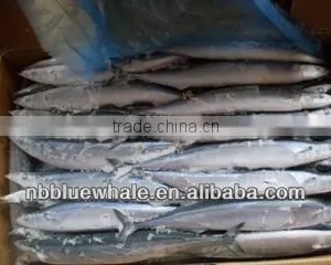 Pacific Saury / Sanma / Mackerel Pike thumbnail-1