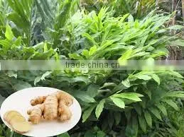 Fresh Ginger New Crop 2015 thumbnail-1