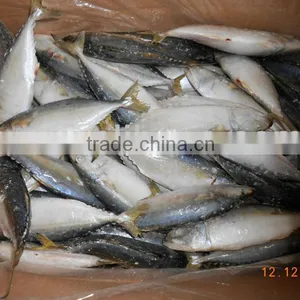 INDIAN MACKEREL thumbnail-1