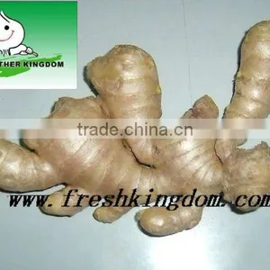 Best Quality Fresh Ginger thumbnail-1