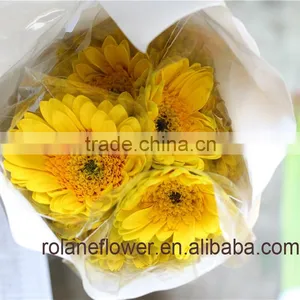 Low Price And Best Quality Fresh Gerbera Fresh Cut Flowers For Wedding - Sunshine Coast thumbnail-3