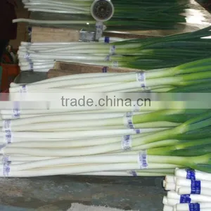 New Crop Fresh Scallions for Wholesale thumbnail-1
