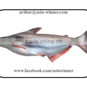 Pangush Gutted Gilled (Pangasius Pangasius) thumbnail-1