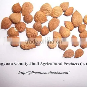 Best Price Common Bitter Apricot Kernel thumbnail-4