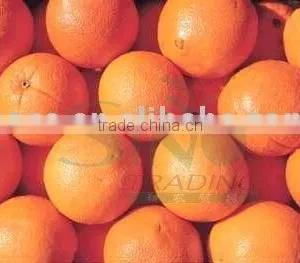High Quality Navel Oranges thumbnail-1