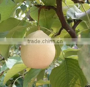 New Crop of China Fresh ya Pear for Hot Sale thumbnail-5
