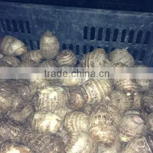 Fresh Taro 50g 60g Specification thumbnail-1