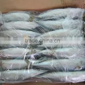 Pacific Frozen Mackerel Fish Whole Round thumbnail-1