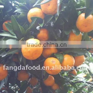 Chinese New Seasonal Orange thumbnail-1