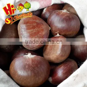 New Crop Fresh Chestnuts--Dandong Chestnuts in Big Size thumbnail-1