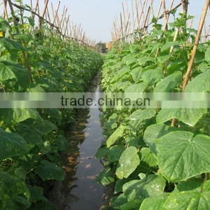 Best Selling Fresh Pickled Cucumbers in Jar From Vietnam by HAGIMEX - Best Quality! thumbnail-6