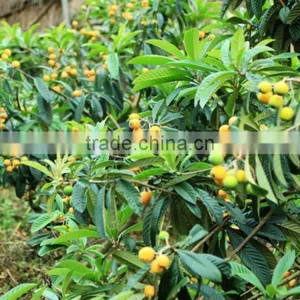 20%~98% Anti-inflammatory Ursolic Acid Extract thumbnail-4