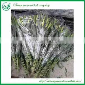 Fresh Cut Flower Importers thumbnail-1