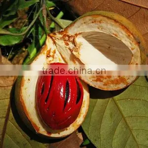 Nutmeg Oil thumbnail-1