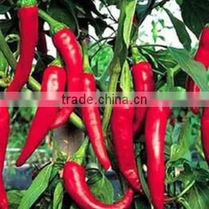 Best Quality Vegetable Grinding Machine thumbnail-6