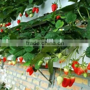 Hydroponic System Strwberry thumbnail-3