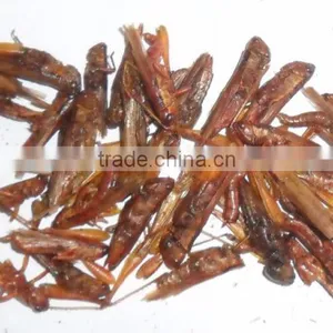 Insect Protein of Dried Locust thumbnail-1