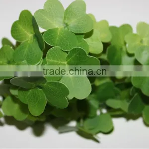 Artificial Succulent Plants Tropical Plants Clover thumbnail-1