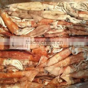 Top Quality Frozen Squid Todarodes Pacificus Frozen on Vessel With Best Freshness thumbnail-6