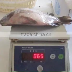 Frozen Tilapia thumbnail-6