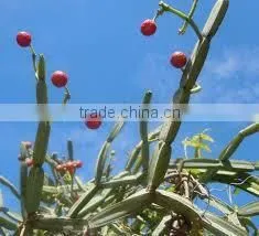 Cissus Extract thumbnail-3
