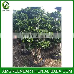 Ficus Microcarpa Bonsai 1.5m (2) thumbnail-2